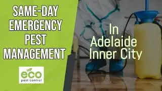 Same-Day Emergency Pest Control in Adelaide Inner City | Fast & Eco-Friendly