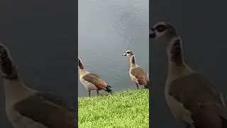 Check out his soundcloud 🔥🎵 #duck #bird #rap #beatbox #funny