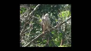 It's time to hunt... Eagle surveillance..