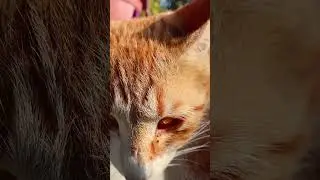 #white #paw #asmr #cat #cute #stray #canon #cutecat #pets #sun #relaxing #orange #ginger #sunbath