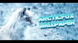 арктическая лиса обои