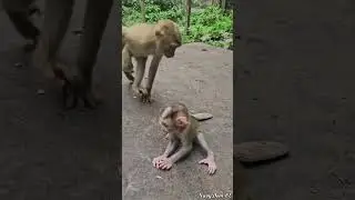 19-06-24 lovely abandoned monkey  #babylovermonkey #funnymonkey #babymonkey