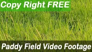 Paddy field - Video footage (No Copy Right)