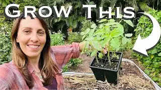 The Ultimate Fall Garden Guide to Plan your Florida Garden