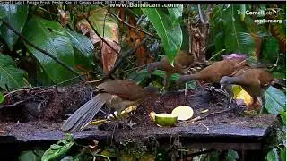 Panama Karmnik owocowy. Chruścielak, Modrowronka i Czakalaki 29 11 2019