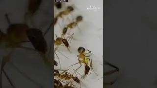 Ant carries out life-saving amputation on injured nest mate