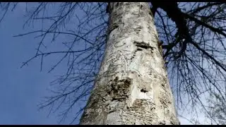 Emerald Ash Borer