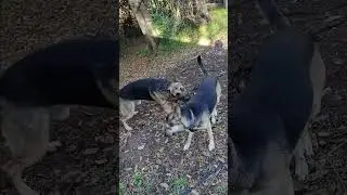 A gorgeous day playing with my pups #fypシ゚viral  #germanshepherd #bella