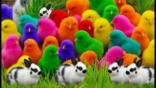 Ayam Warna, Bebek Lucu, dan Kelinci Menggemaskan dalam Satu Video!