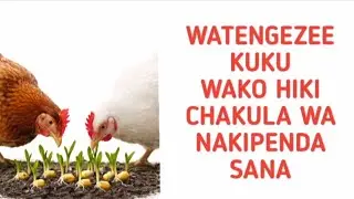 Jinsi ya kutengeneza machipukizi ya mahindi kwaajili ya kuku / gharama za chakula borw