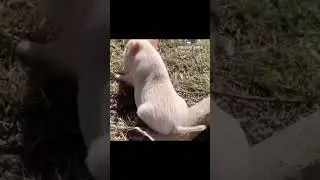 Fluffy Furry Friends in the Funniest Situations &ndash; Hilarious and Adorable! #FunnyPets #FluffyAnimals
