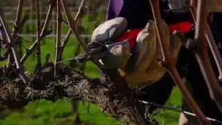 Matetic Vineyards Corporate Video