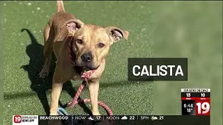 Home for the Howl-idays: City Dogs Cleveland reduces adoption fees to $21