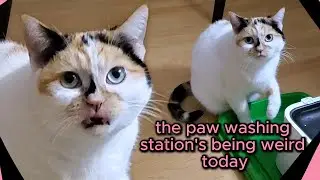 Calico Cat Reveals the Secret to Feeling Good!