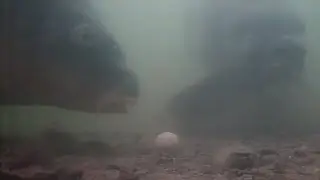 HOOKED! Underwater footage of carp competitively feeding for 20mm hookbait - Carping Insight