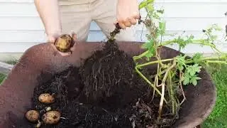 Seed Potato Grow Bag Harvest 2025