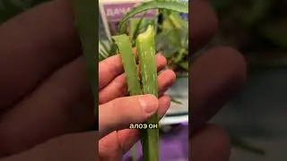 Алоэ вера и столетник это не одно и тоже