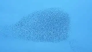 large flock of birds flying in murmuration