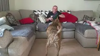 Four new toys for Rex! #dog #video #puppy #viralvideos 