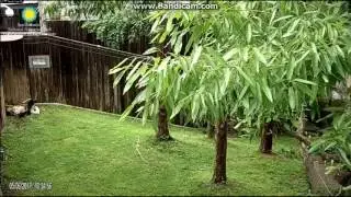 2017.05.06 BEI BEI - A BEAR RELAXING EATING BAMBOO