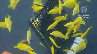 Biota captive bred Yellow Tang eat Nori
