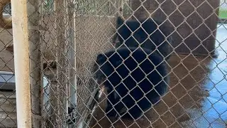 This Place Does WHAT to Bears?!