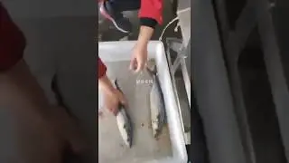 Mini machine for fish processing in China