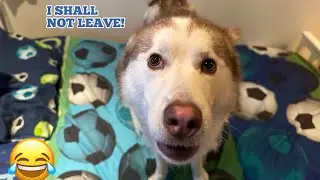 Hilarious Talking Husky Arguing With Dad & Saying He Stinks!😂