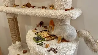 Morning in the house for the squirrels.