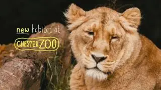 Lions at Chester Zoo