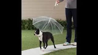 Umbrella for pets