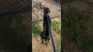 Road runner sees a dog