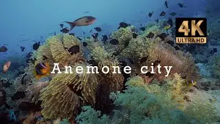 Anemone city. Ras Muhammad National Park. Sinai. Egypt.