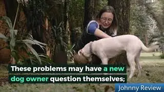 Brain Training For Your Dog - Read Before You Buy