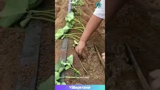 Planting JUST Leaves? Will This STRANGE Method Actually Grow Sweet Potatoes? SECRET Hack #gardening