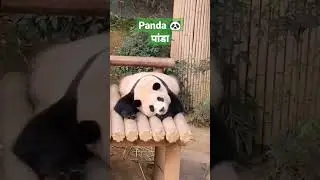 😴black and white panda 😂 #panda #animals #shorts