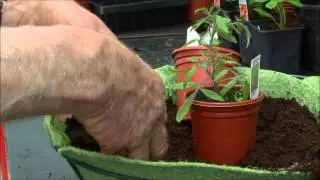 How to Grow Hanging Basket Tomatoes | Space-Saving Tomato Planting Guide UK