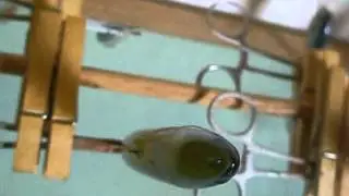 Custom Painted 2.5's, Vision 95's and Sammy Crank Baits