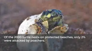 University of East Anglia: Carlos Peres - Turtle conservation