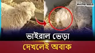 Sheep or magic? Curiosity surrounds viral video in China