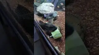 cascudo se alimentando!! at&eacute; para de comer quando coloco a c&acirc;mera neles kkkk