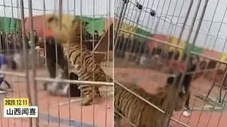 Ужасный!! Гигантский тигр напал на ее дрессировщика в цирке. Terrible!! Giant Tiger attack