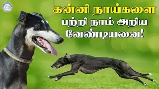 கன்னி நாய்களை பற்றி நாம் அறிய வேண்டியவை! | Alangu Dog Farm