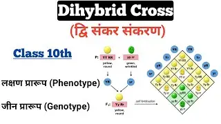 Dihybrid Cross Class 10th In Hindi || Genetics || By Ak Sir