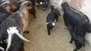 Karadah Project Goats for Afghanistan 1