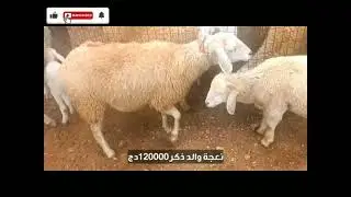 سوق المواشي الجلفة يوم الأربعاء #اسعار_المواشي_اليوم 