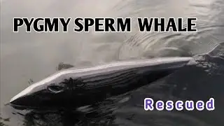 Rescued Pygmy Sperm Whale | Bry Valdez