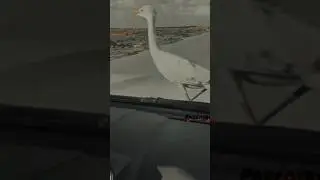 Eagle attack but the bird safe thanks God - parrot buzz