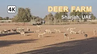 Beautiful Deer Farm in Sharjah | Calm Desert Nature Experience