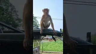 ##cute #monkeys #funny #comedy #shorts #video
